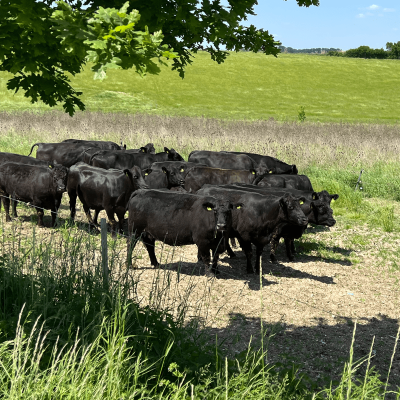 Angus-Rinder auf der Prößlbauer-Weide